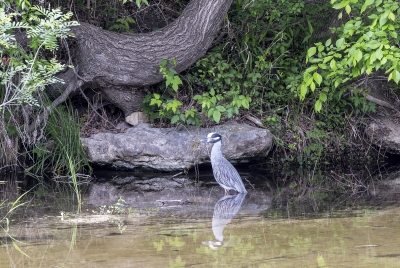White Crowned Night Heron 2026